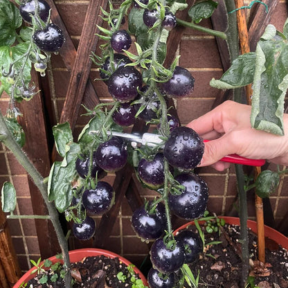 Black Pearl Cherry Tomato Seeds (Non-GMO Heirloom)
