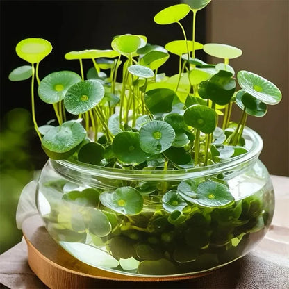 coin plant seed Copper Coin Grass Seeds