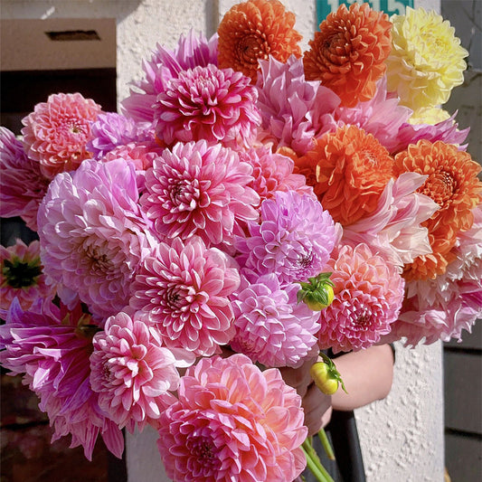 Dahlia Seeds