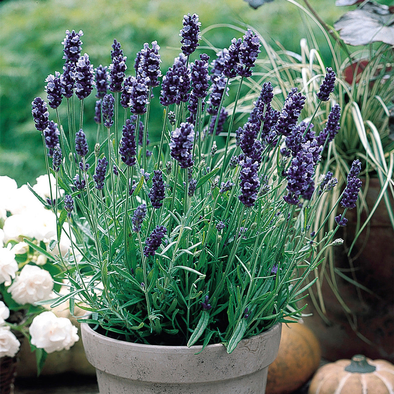 Lavender Seeds - Hidcote