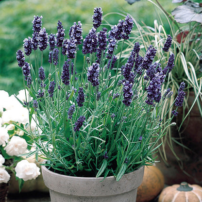 Lavender Seeds - Hidcote