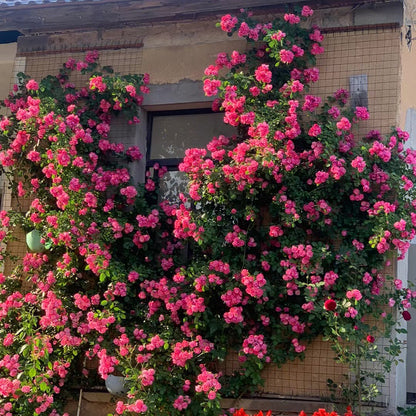 Climbing Rose Seeds