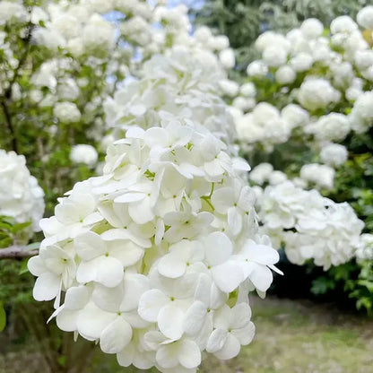 Hydrangea Seeds