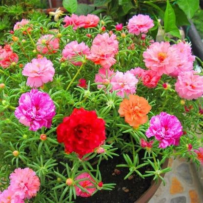 Moss Rose Seeds (Mix)