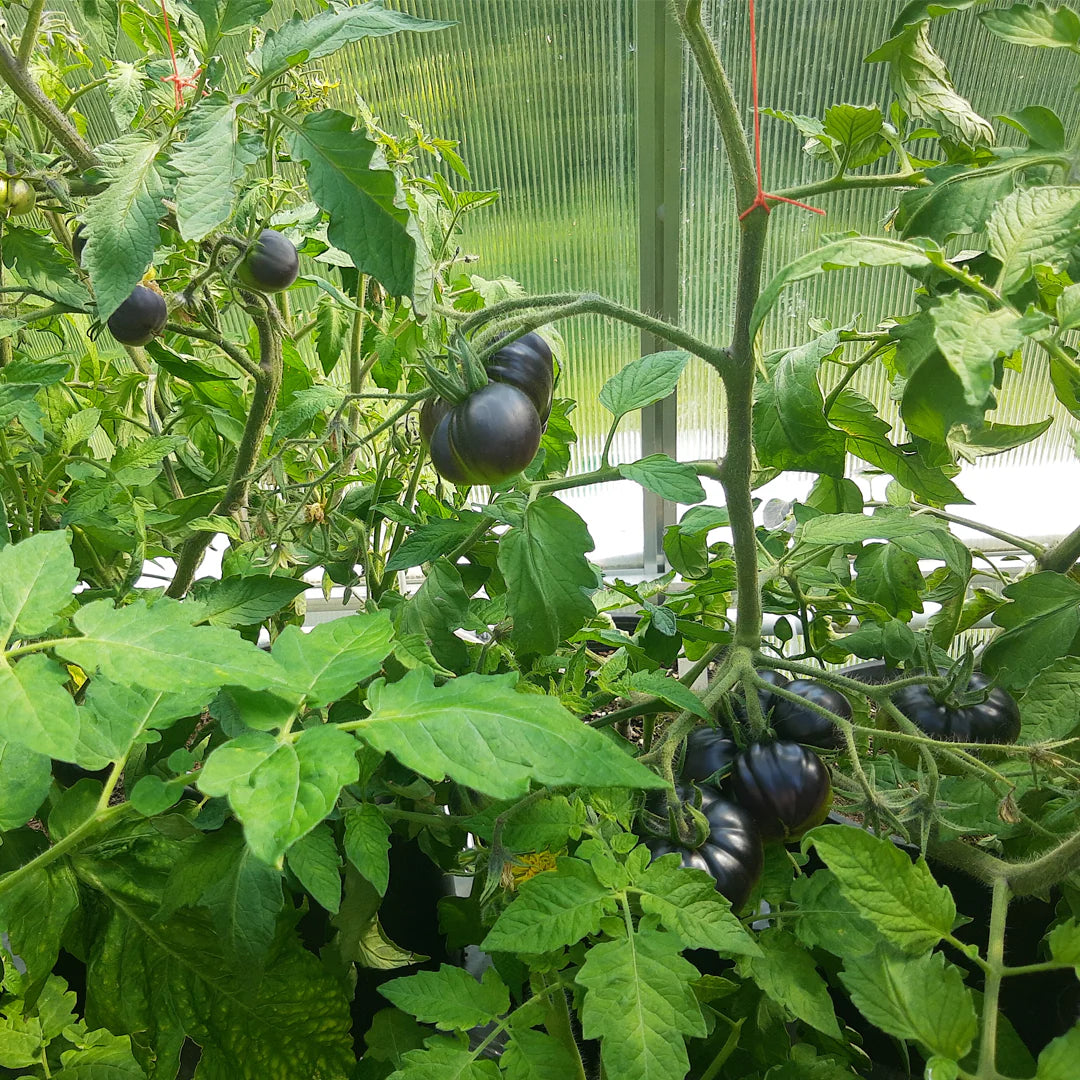 Black Pearl Cherry Tomato Seeds (Non-GMO Heirloom)