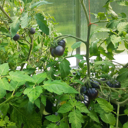 Black Pearl Cherry Tomato Seeds (Non-GMO Heirloom)