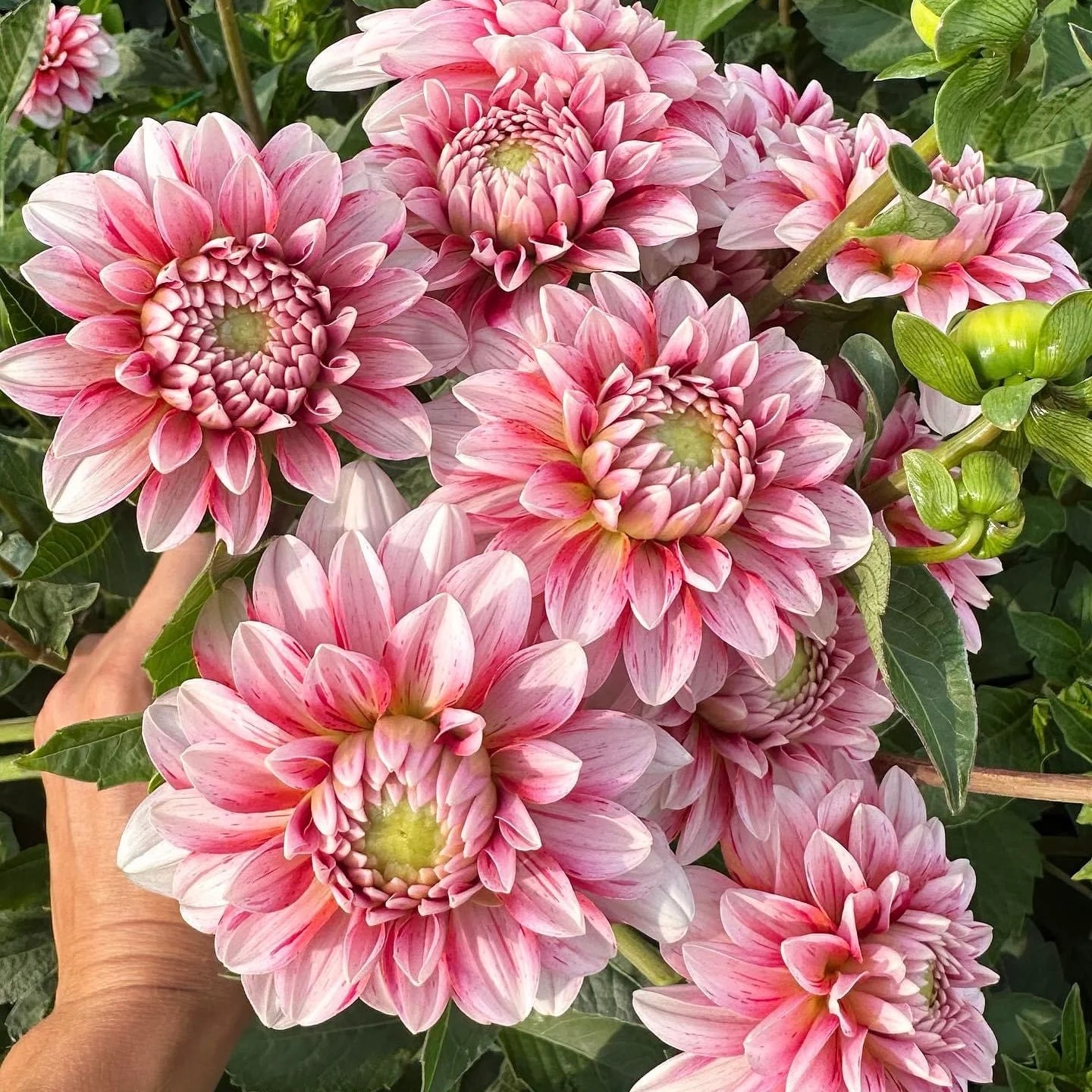 Dahlia Seeds - Mixed