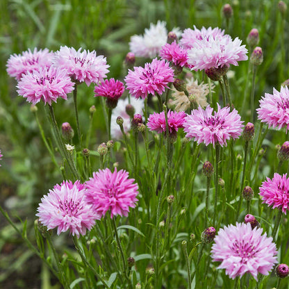 Mixed Cornflower / Bachelor Button Seeds