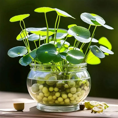 copper coin plant seeds Copper Coin Grass Seeds