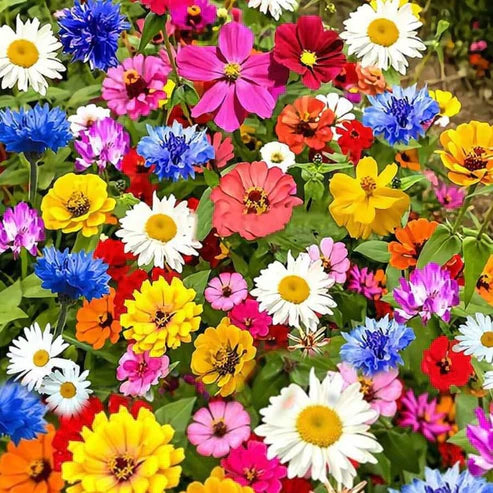 spring wildflower seeds Wildflower Seed Mix