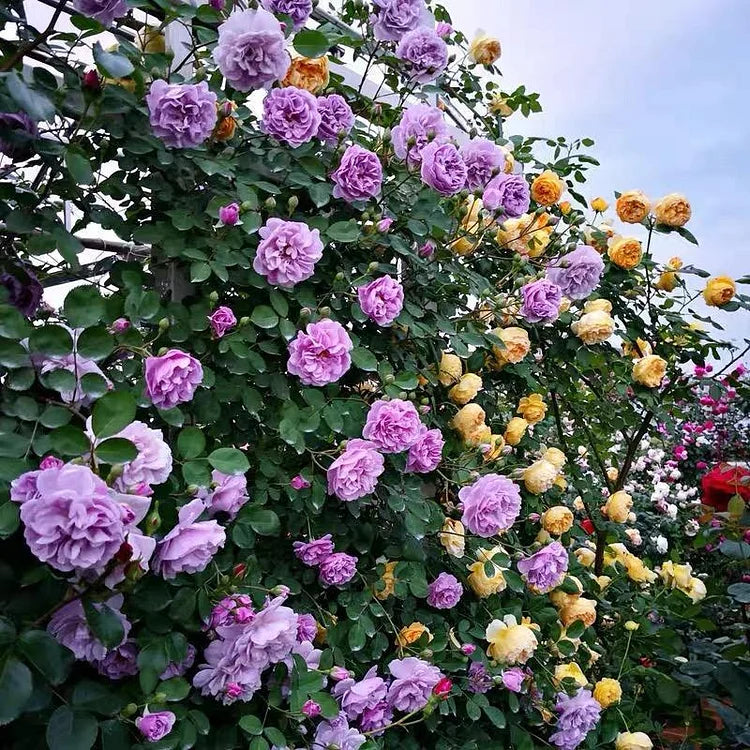Crestation Roses Climbing Rose Seeds