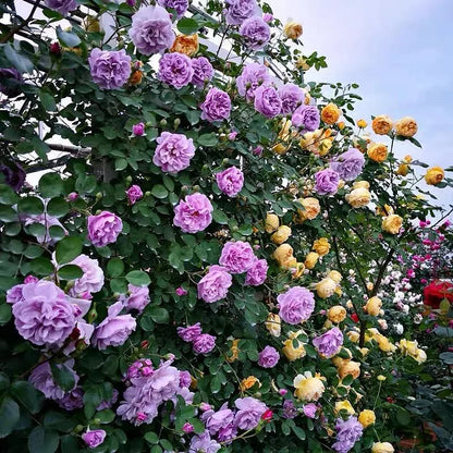 Climbing Rose Seeds