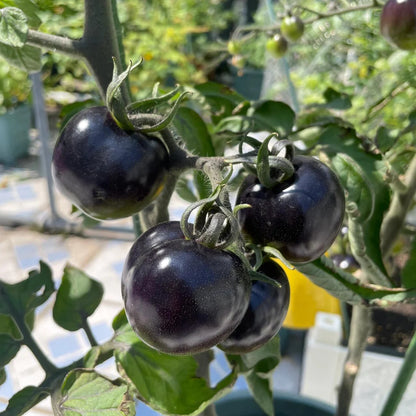 Black Pearl Cherry Tomato Seeds (Non-GMO Heirloom)