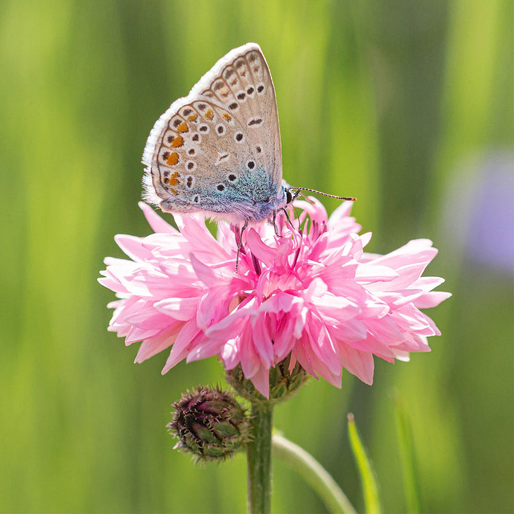 Mixed Cornflower / Bachelor Button Seeds