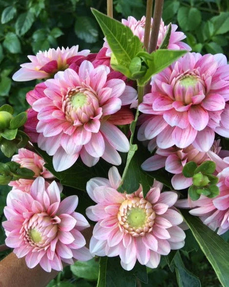 Dahlia Seeds - Mixed