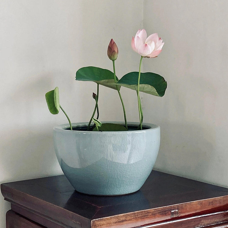 Bowl Lotus Seeds