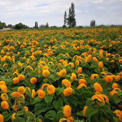 Teddy Bear Sunflower Seeds