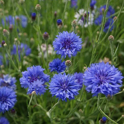 Mixed Cornflower / Bachelor Button Seeds