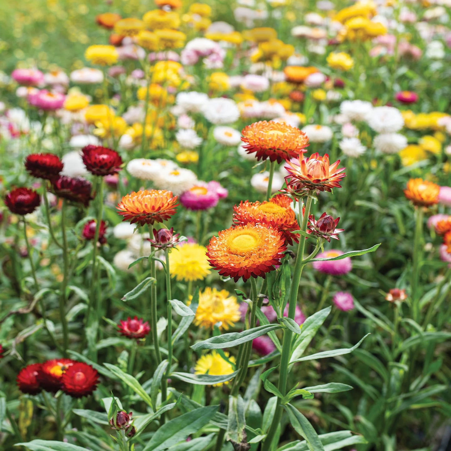 Strawflower Seeds (Mix)