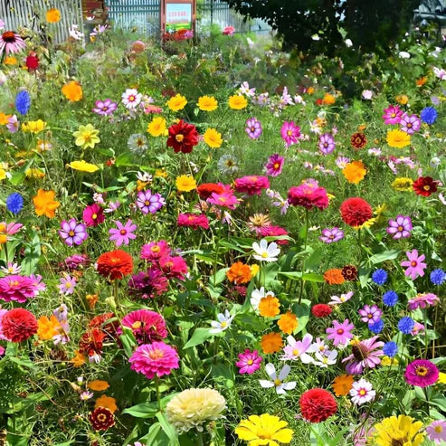 flower garden seeds Wildflower Seed Mix