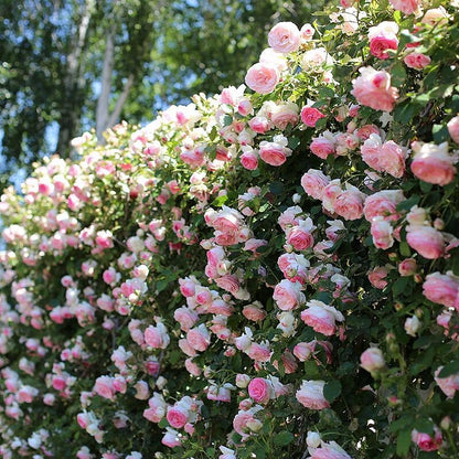 eden rose seeds Climbing Rose Seeds