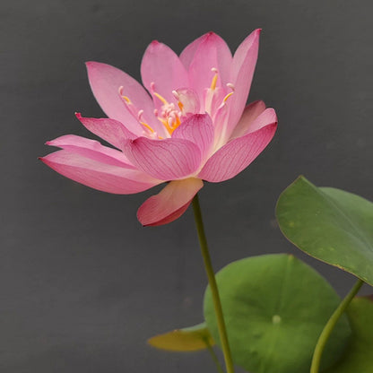 Bowl Lotus Seeds