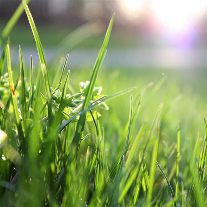 Royal Grass Seeds