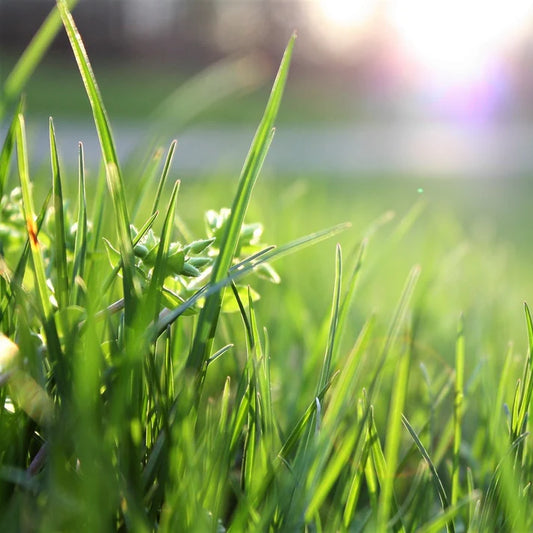 Royal Grass Seeds