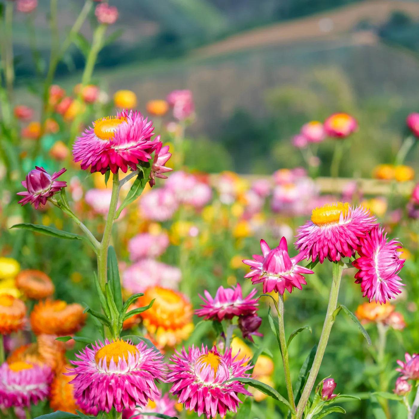 Strawflower Seeds (Mix)