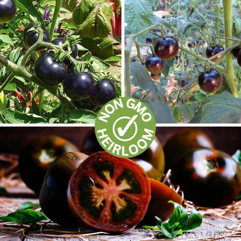 Black Pearl Cherry Tomato Seeds (Non-GMO Heirloom)