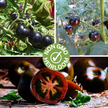 Black Pearl Cherry Tomato Seeds (Non-GMO Heirloom)