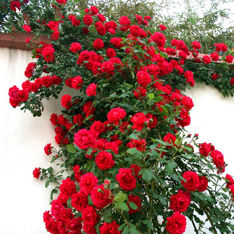 Crestation Roses Climbing Rose Seeds