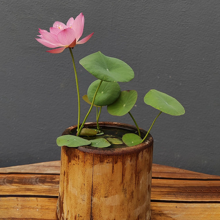 Bowl Lotus Seeds