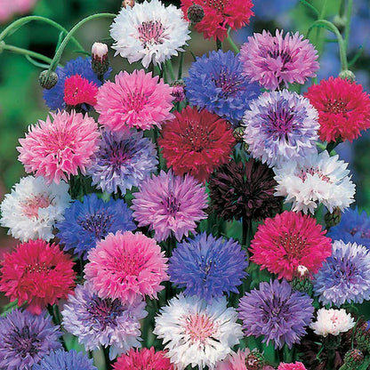 Mixed Cornflower / Bachelor Button Seeds