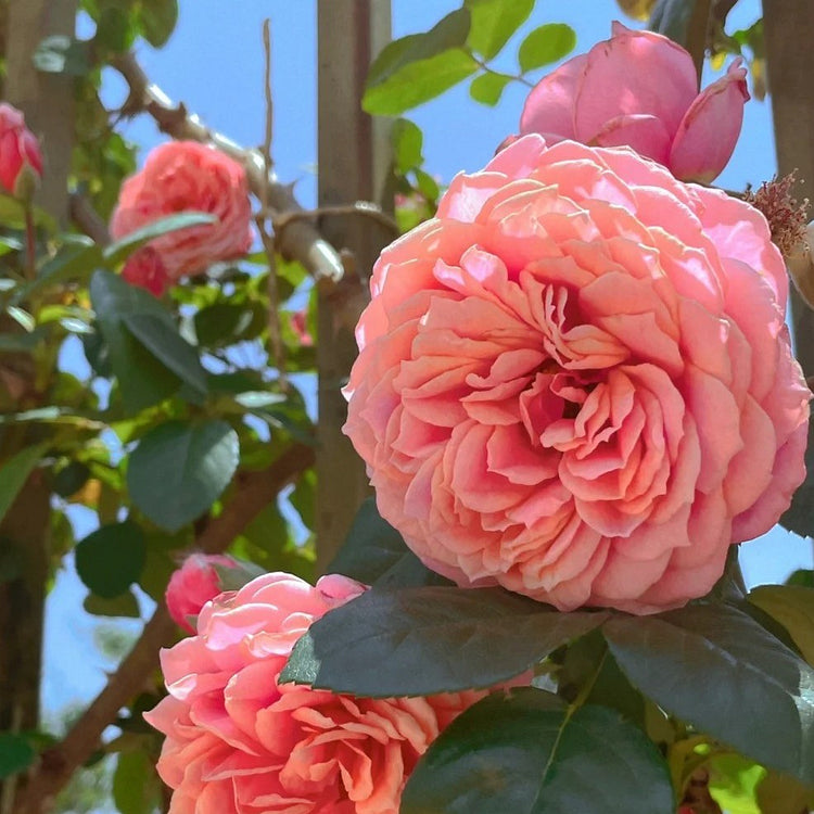 Climbing Rose Seeds