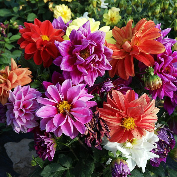 Dahlia Seeds - Mixed