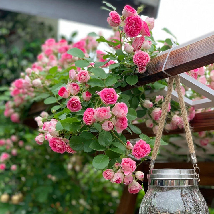 climbing roses from seeds Climbing Rose Seeds