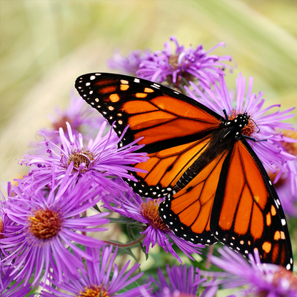 Callistephus (Mixed) - Chinese Aster Seeds