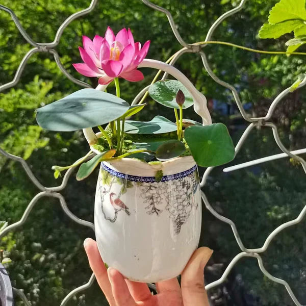 Bowl Lotus Seeds