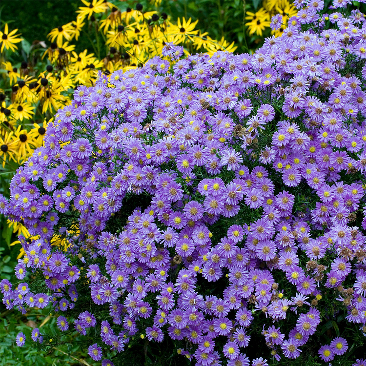 Callistephus (Mixed) - Chinese Aster Seeds