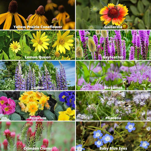 mixed wild flower seeds Wildflower Seed Mix