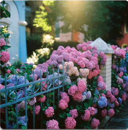 Hydrangea Seeds